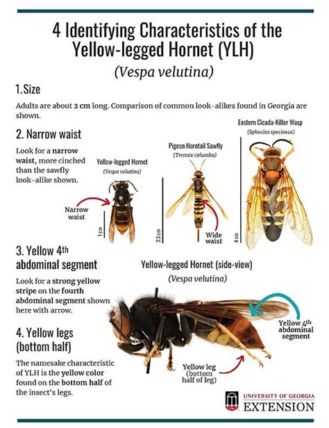 Hornet bee predator nest eradicated in Georgia - Vegetable Growers News