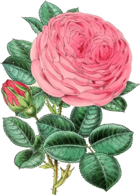 Vintage Rose Illustration 2 - Openclipart