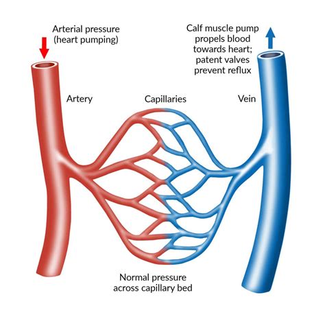 Normal Veins vs Varicose Veins Differences | Southwest Veins