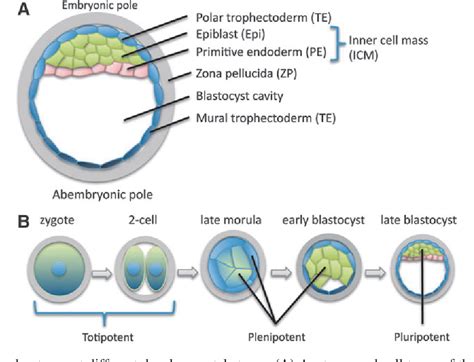 Figure 1 from Totipotency: what it is and what it is not. | Semantic Scholar