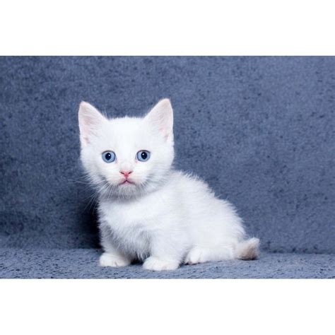 Munchkin Cats For Sale | New York, NY #298494 | Petzlover