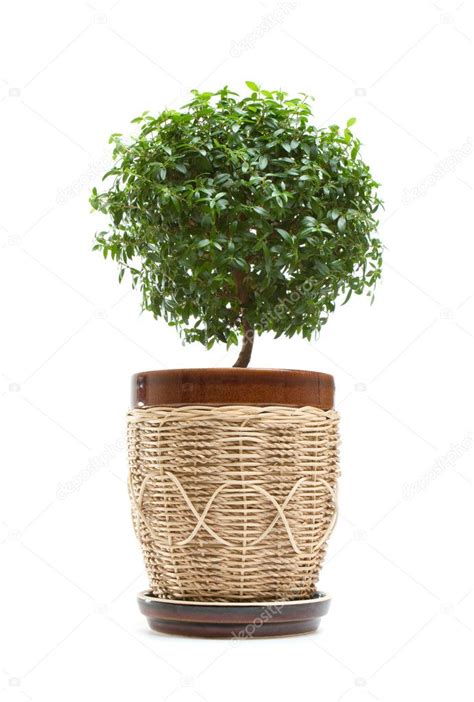 Myrtle tree — Stock Photo © agencyby #10958310