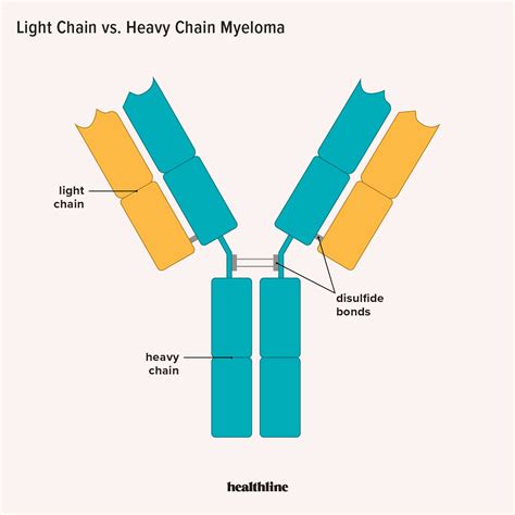 Significance Of High Free Kappa And Lambda Light Chains | Shelly Lighting