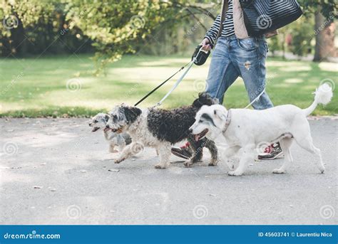 Walking With Dogs In Park Stock Photo - Image: 45603741