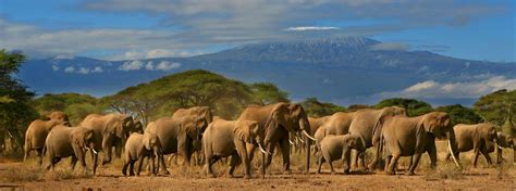 Amboseli National Park | Elephants | Mount Kilimanjaro