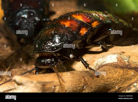 Madagascar hissing cockroach habitat hi-res stock photography and ...