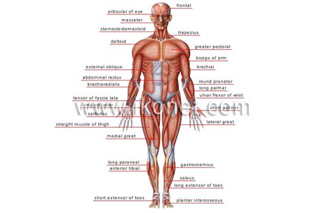 human being > anatomy > muscles > anterior view image - Visual Dictionary