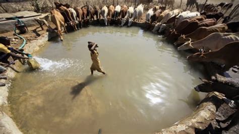 Deadly cattle disease eradicated, UN declares | CBC News