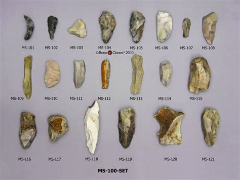 Australopithecus Vs Homo Habilis