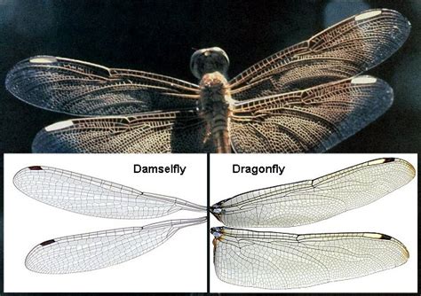 Order Odonata – ENT 425 – General Entomology