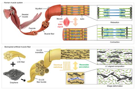 Human muscle-inspired Hercules artificial muscle fiber | KAIST MatriX