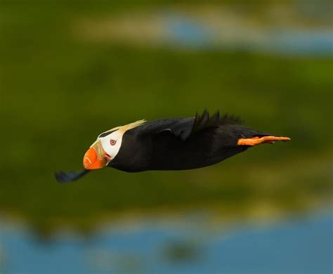 Tufted Puffin Winter Habitat Mapping — SeaDoc Society