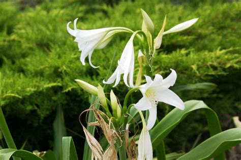 Rare Bulbous Plants of the Family Amaryllidaceae - Best Landscape Ideas