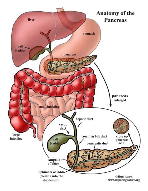 Pancreas Anatomy (Advanced)