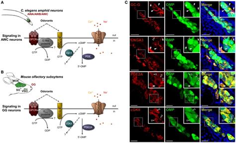 Mouse GG neurons express in conserved subcellular localizations a set... | Download Scientific ...