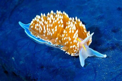 The Vibrant and Vivid Colors of the Sea Snail