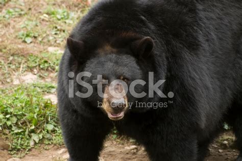 Black Bear Up Close Stock Photo | Royalty-Free | FreeImages