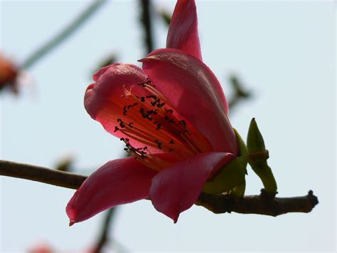 Bombax ceiba L. | Bombacaceae (baobab family) » Bombax ceiba… | Flickr