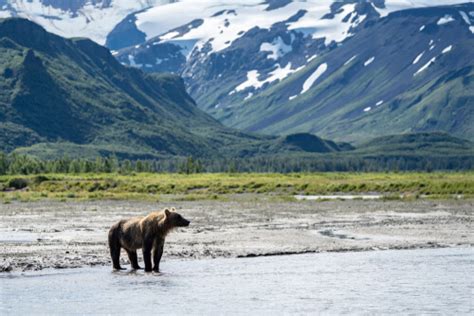 Kodiak Bear - Facts and Beyond | Biology Dictionary