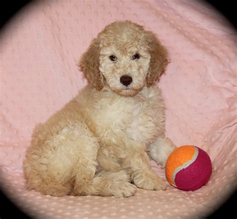 The Moyen Poodle - Premium Moyen Poodle Puppy Breeder in Texas!