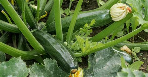 How to Plant and Grow Zucchini Squash | Gardener’s Path