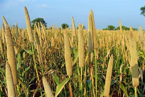 Millets Farming; Millets Cultivation Practices | Agri Farming