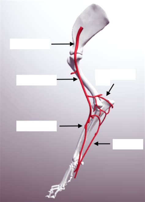 Arteries of the Forelimb Diagram | Quizlet