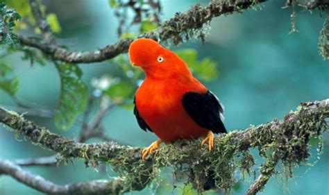 Tunki: A Large Passerine Bird of South America