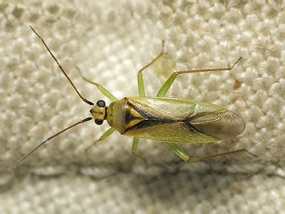 (Miridae) Orthotylus bilineatus