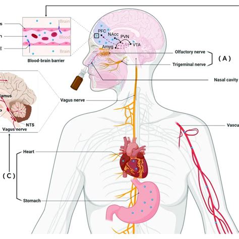 Routes of intranasally administered oxytocin (OXT) can influence brain ...