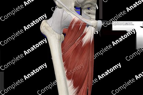 Pubofemoral Ligament | Complete Anatomy