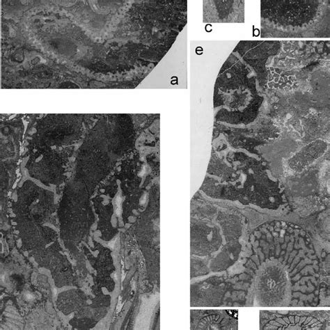 Archaeocyaths from clasts within the Fitzroy Tillite Formation of the... | Download Scientific ...