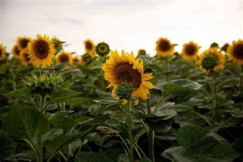 Sunflower yields lowest in Cherkasy region, 14 regions of Ukraine ...