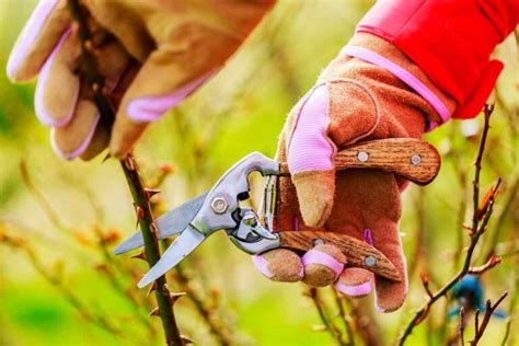 The Complete Guide to Pruning Roses in 5 Easy Steps - Minneopa Orchards