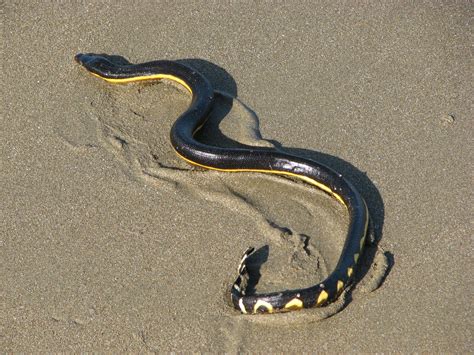 Yellow Bellied Sea Snake Fact Sheet - C.S.W.D