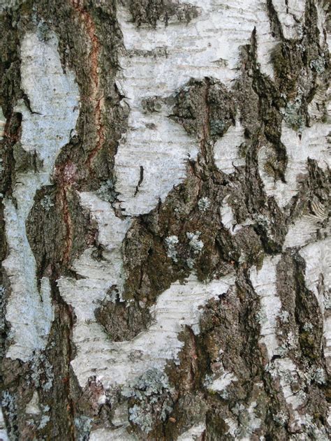 Birch Tree Bark Texture by JeanneyStock on DeviantArt