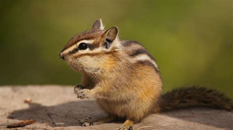 Petition · Save The Cuteness: Protect the Palmer’s Chipmunk from ...