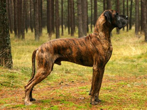 great, Dane, Dog, Dogs Wallpapers HD / Desktop and Mobile Backgrounds