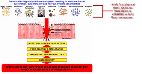 Leaky Gut and Autoimmune Disease | Gluten-Free Society