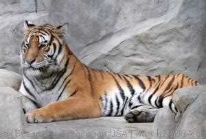 The Korean Tiger – KFAUSA.org