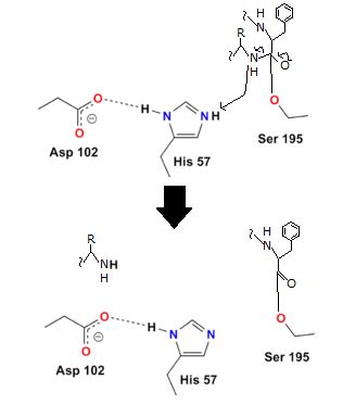 Trypsin Functions Best in Which of the Following Conditions