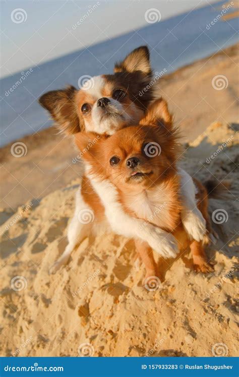 Two Cute Happy Chihuahua Pet Dogs Hugging Paw with Love on Sand Beach in Sea Summer Vacation ...