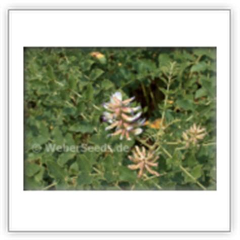 Glycyrrhiza glabra, Liquorice, Licorice - Seeds - plants - dried herbs