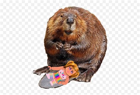 The Newest Beaver Stickers - Beaver Sitting On Tail Emoji,Beaver Emoji - free transparent emoji ...