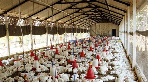 Download Poultry Business Plan for Broilers and Layers for Nigeria ...