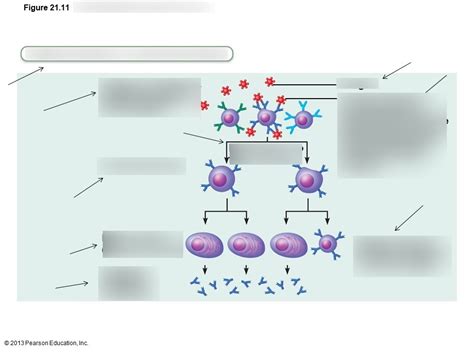 Clonal selection of a B cell Diagram | Quizlet