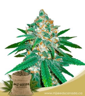 BUY Chocolope Regular Marijuana Seeds - MJ Seeds Canada