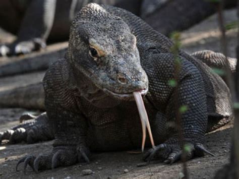 Komodo Dragon Skeleton Google Search Komodo Dragon