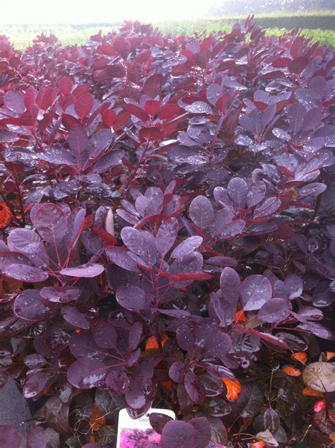 Cotinus, Cotinus coggygria 'Velvet Cloak' - Floragard Pflanzeninfothek : They are large shrubs ...