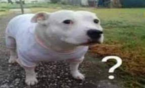 Question mark dog - Imgflip